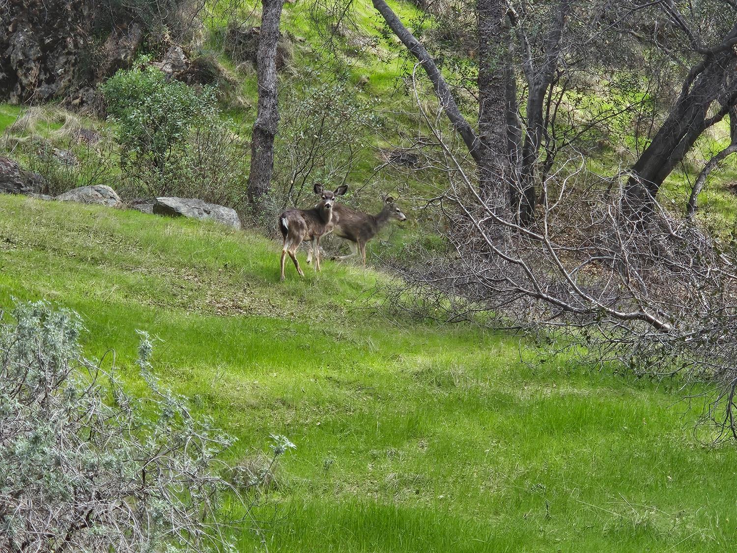 4394 Appaloosa Road Angels Camp, CA 95222 - Photo 7 of 30 Deer on the property and a wide variety of other wildlife.