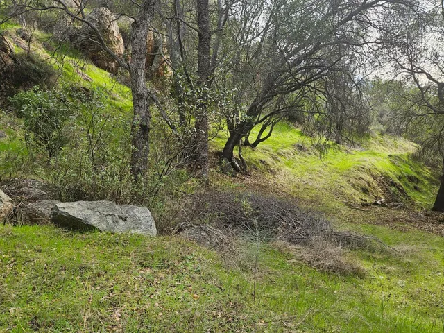 a view of a yard with a tree