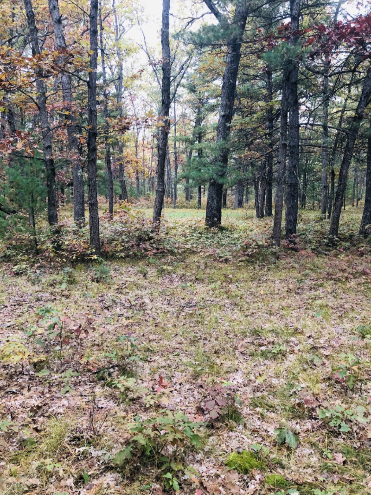 4375 Laverne Road Wellston, MI 49689 - Photo 30 of 35 IMG_E1511