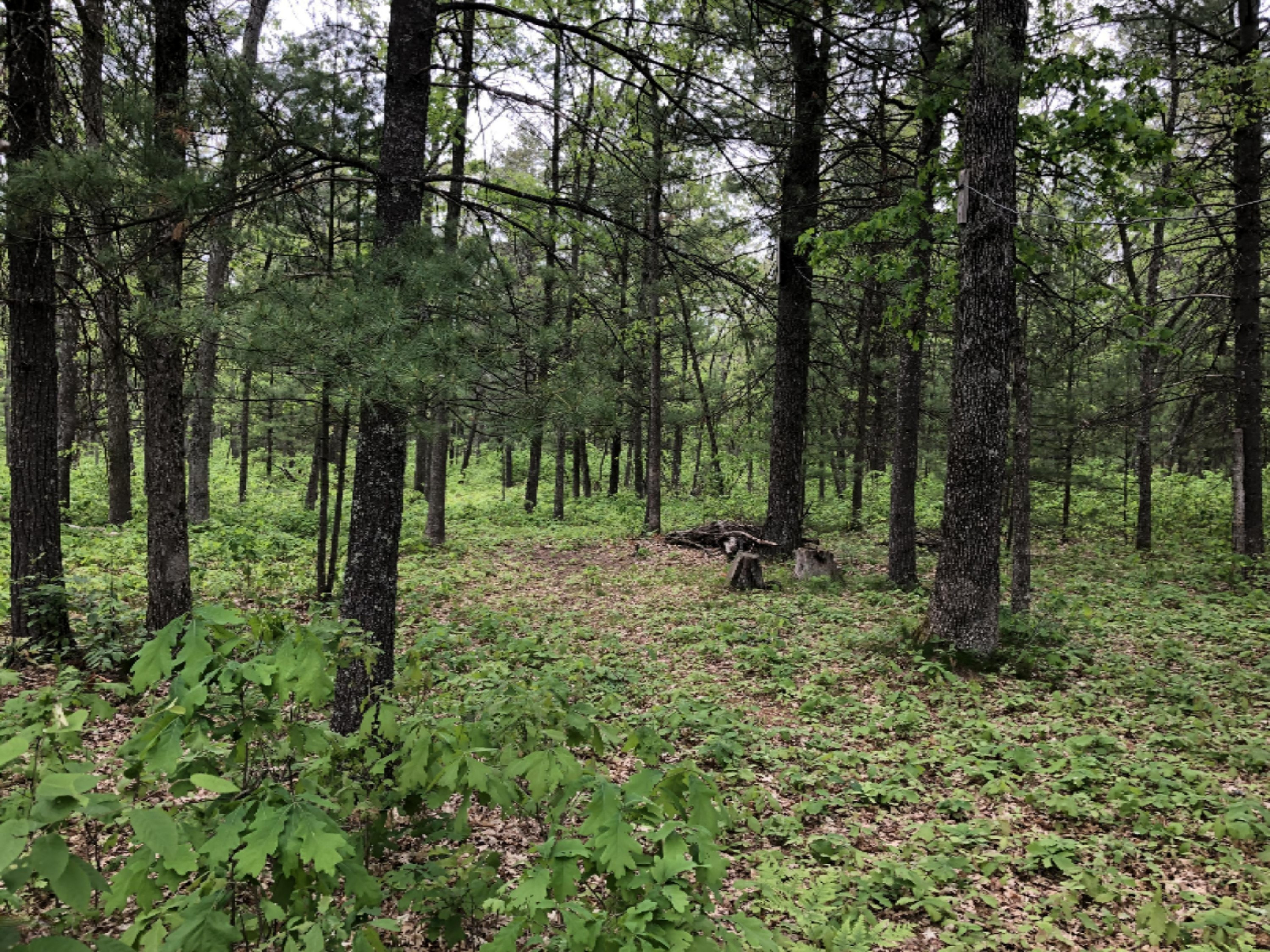 4375 Laverne Road Wellston, MI 49689 - Photo 10 of 35 IMG_1135