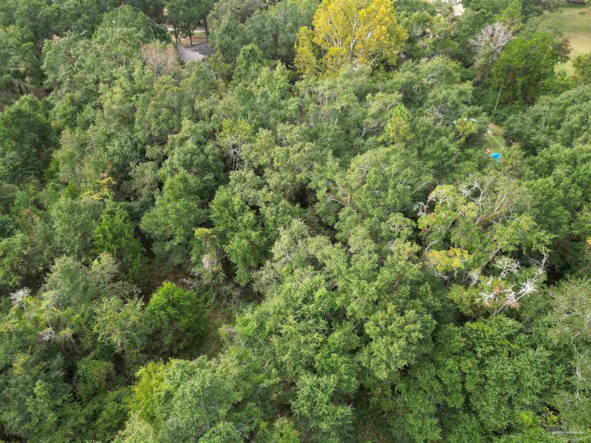 5031 Molino Road Molino, FL 32577 - Photo 7 of 37 a view of a large yard with lots of green space