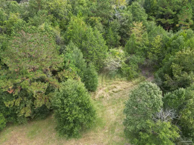 a view of a forest with trees in the background
