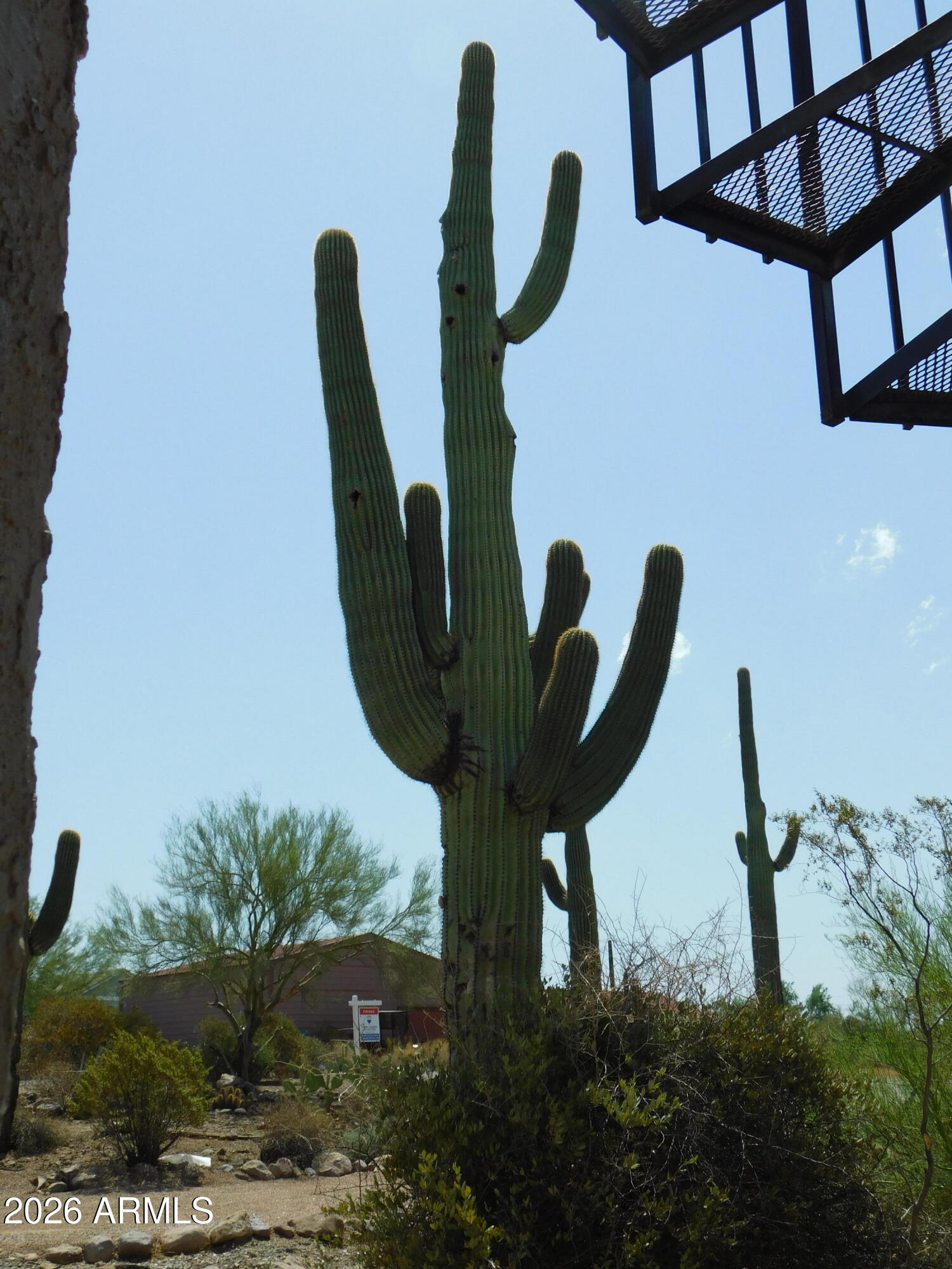 2030 North Don Peralta Road Apache Junction, AZ 85119 - Photo 22 of 23 Saguaro, Oh My!