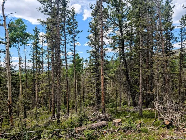 a view of a forest with trees