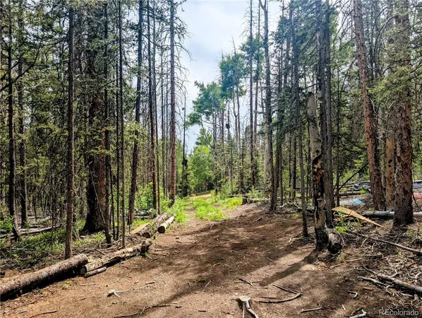 a view of a forest