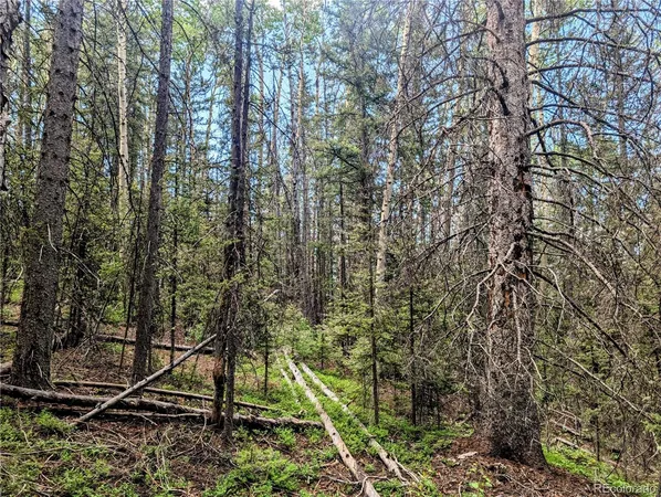 a view of forest
