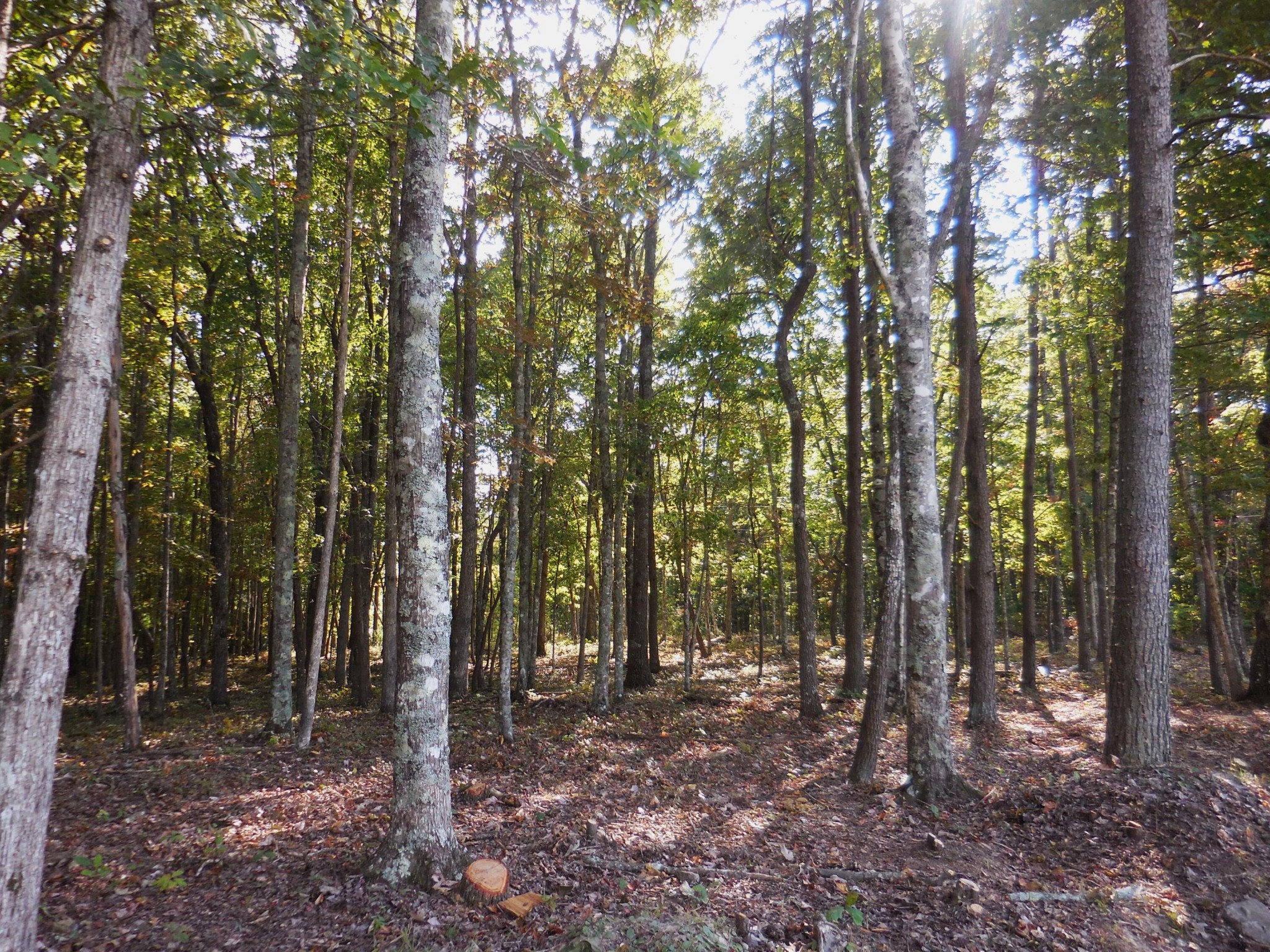 29 Grape Vine Road Crossville, TN 38572 - Photo 25 of 32 Gallery Image 25