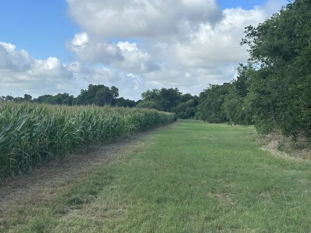 a view of a field of grass and trees