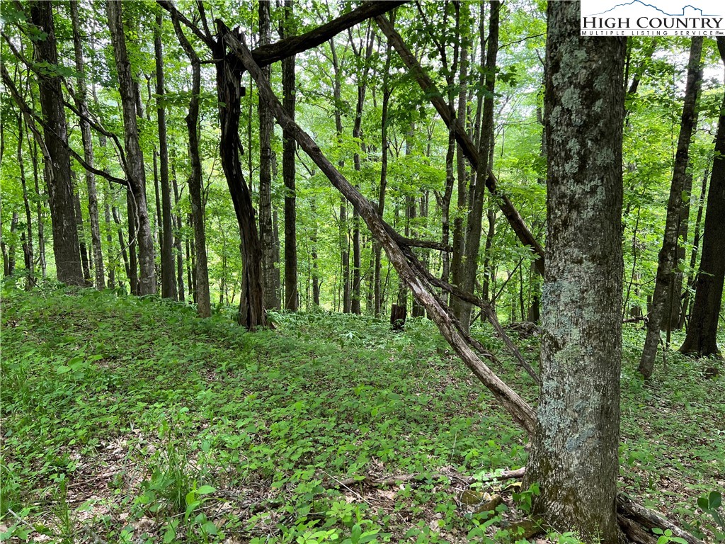 1267 Burkett Road Boone, NC 28607 - Photo 29 of 49 Gallery Image 29