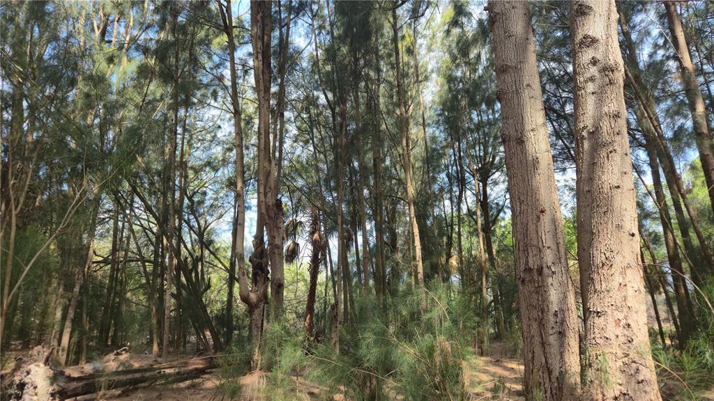 Freeboard Court Hudson, FL 34667 - Photo 12 of 18 a view of forest