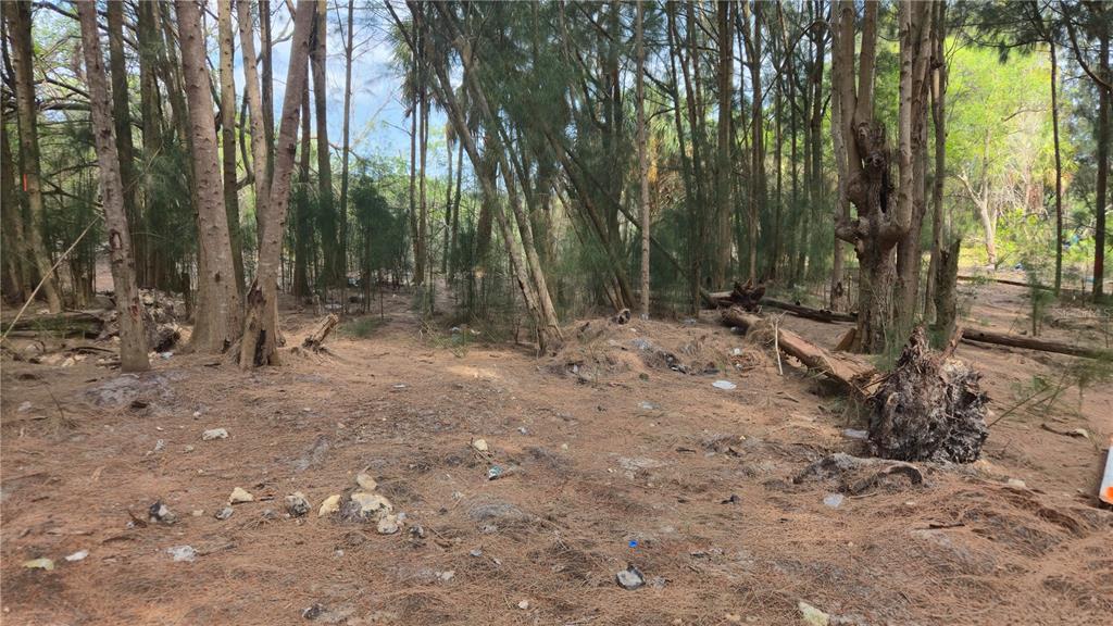 Freeboard Court Hudson, FL 34667 - Photo 3 of 18 a view of outdoor space with trees