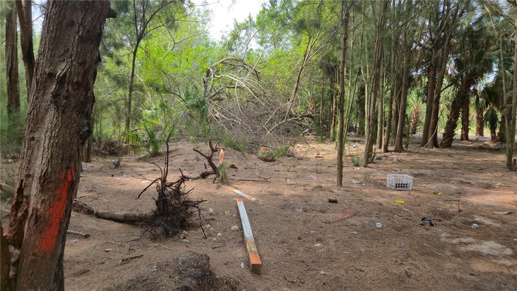 Freeboard Court Hudson, FL 34667 - Photo 4 of 18 a view of a forest with trees