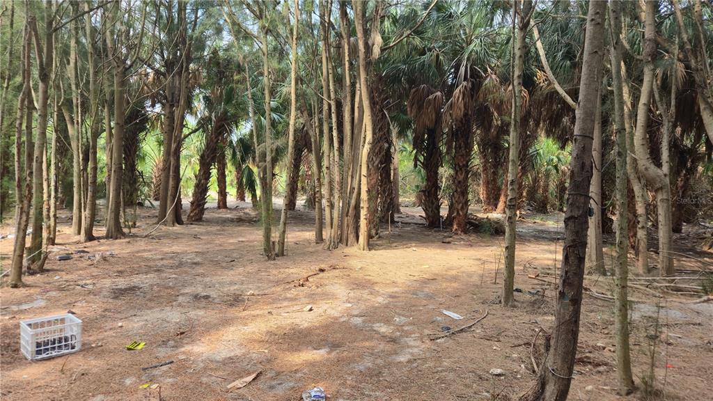 Freeboard Court Hudson, FL 34667 - Photo 5 of 18 a view of outdoor space with trees