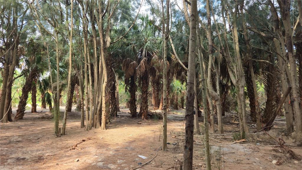 Freeboard Court Hudson, FL 34667 - Photo 6 of 18 a view of outdoor space with lots of trees