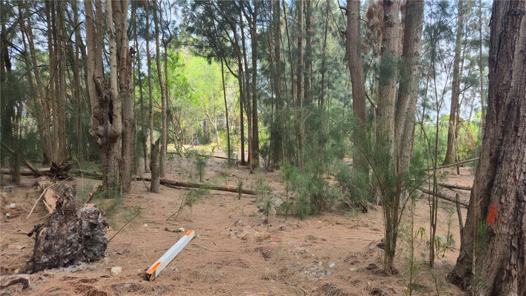 Freeboard Court Hudson, FL 34667 - Photo 8 of 18 a view of a trees and yard