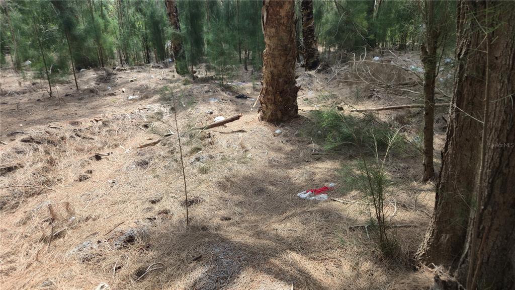 Freeboard Court Hudson, FL 34667 - Photo 9 of 18 a view of path covered with trees