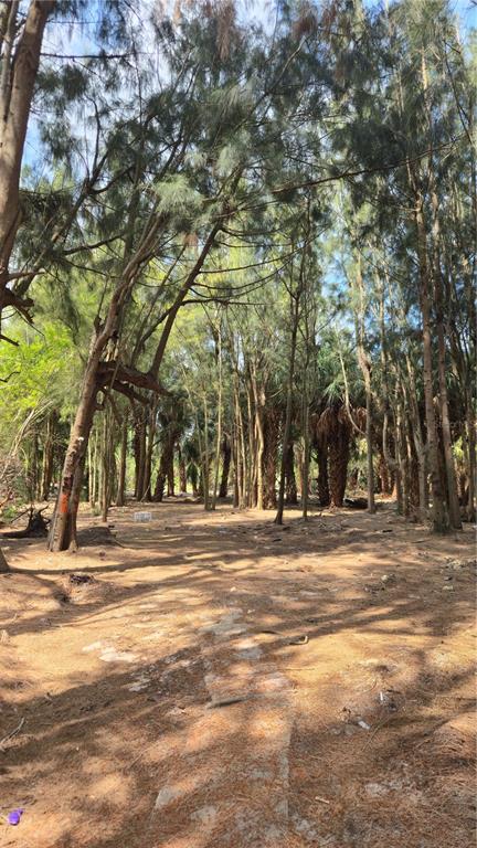 Freeboard Court Hudson, FL 34667 - Photo 10 of 18 a view of road and trees