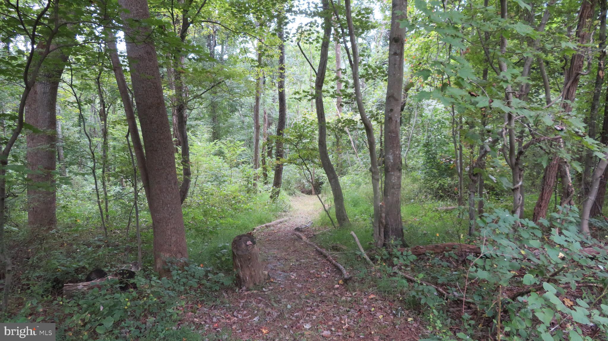 25 Moon Road Sperryville, VA 22740 - Photo 58 of 64 Trail to River