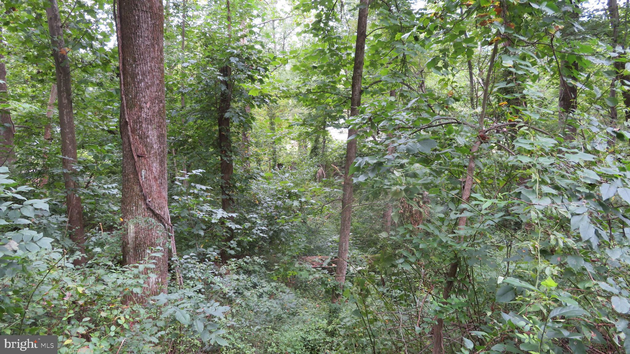 25 Moon Road Sperryville, VA 22740 - Photo 59 of 64 River trail