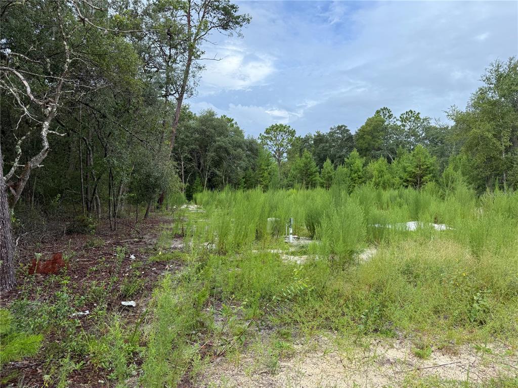 117 Sumac Street Interlachen, FL 32148 - Photo 4 of 19 a view of a garden with a lake
