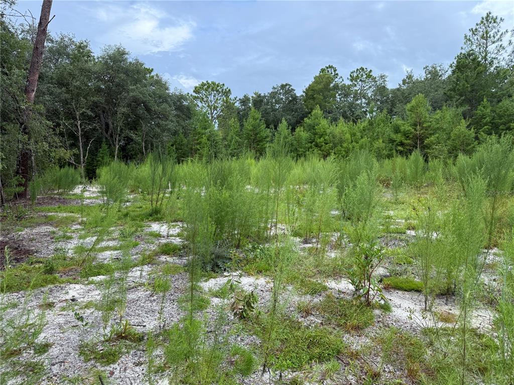 117 Sumac Street Interlachen, FL 32148 - Photo 6 of 19 a view of a garden with a lake