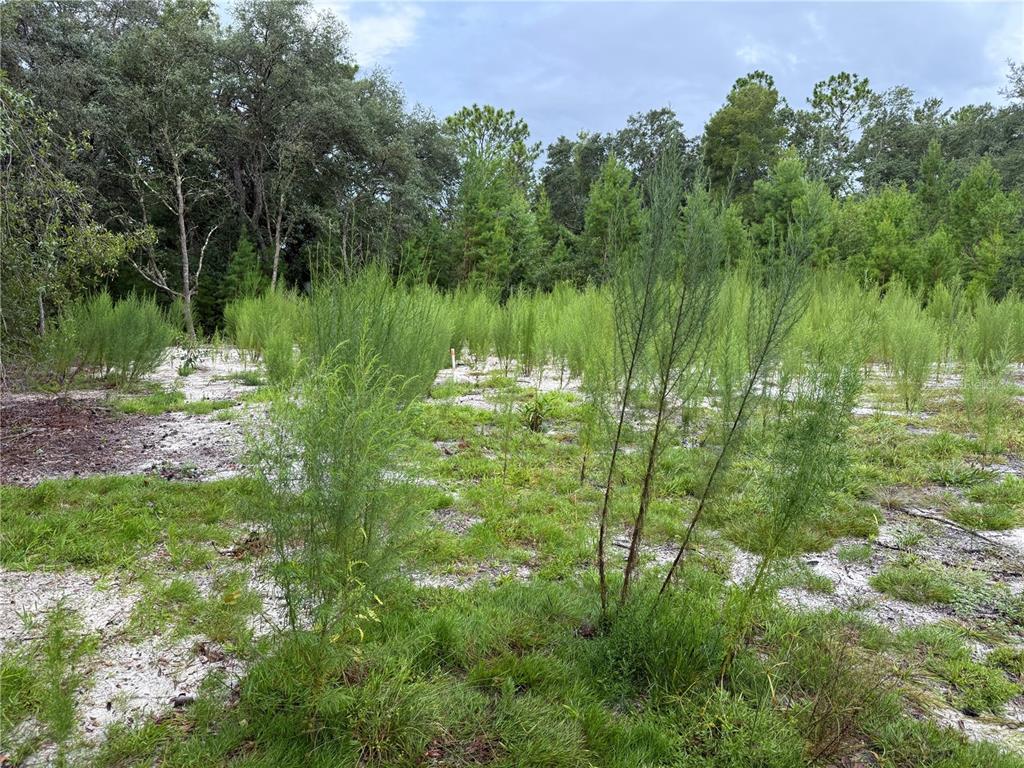 117 Sumac Street Interlachen, FL 32148 - Photo 7 of 19 a backyard of a house with lots of green space