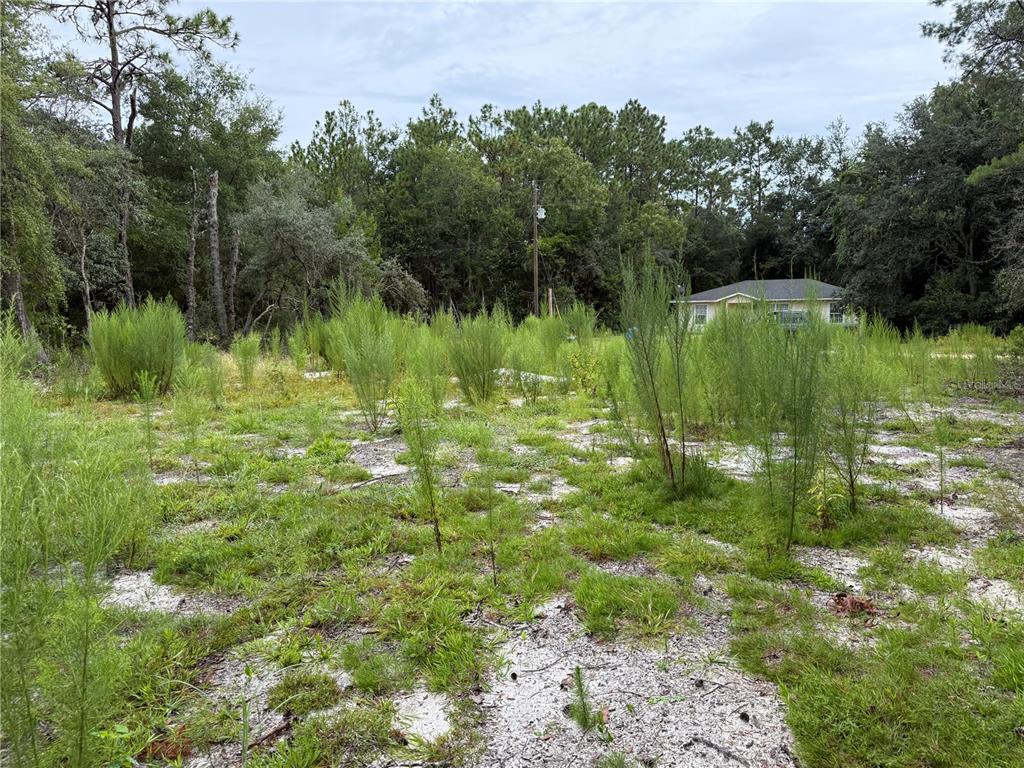 117 Sumac Street Interlachen, FL 32148 - Photo 8 of 19 a view of a garden with a lake