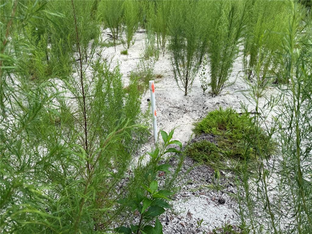 117 Sumac Street Interlachen, FL 32148 - Photo 9 of 19 a backyard of a house with lots of green space and garden