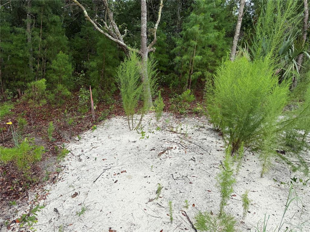 117 Sumac Street Interlachen, FL 32148 - Photo 10 of 19 a view of a yard with plants and large trees
