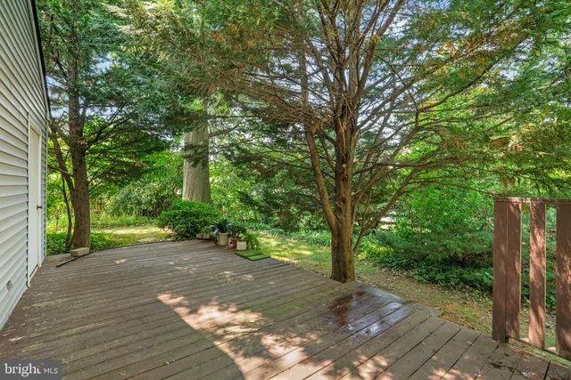 a view of a road with large trees