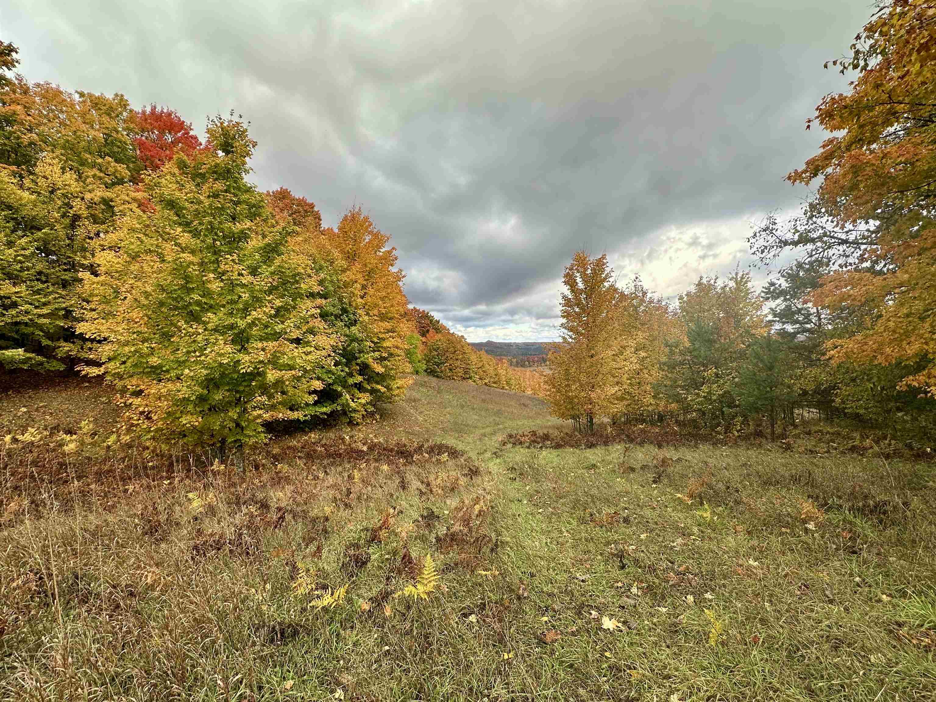 40.6-acres Off East Popa Road Cedar, MI 49621 - Photo 25 of 38 Gallery Image 25