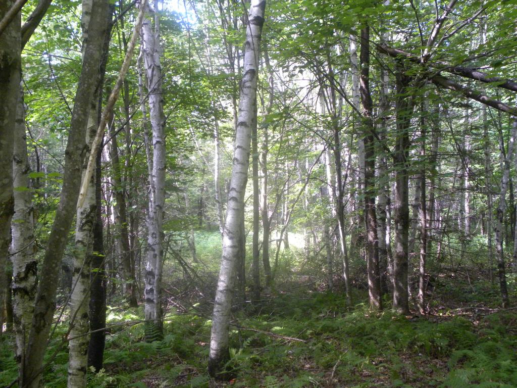 Lot #3 Off Fall Brook Road Lyndonville, VT 05851 - Photo 1 of 1 Gallery Image 1