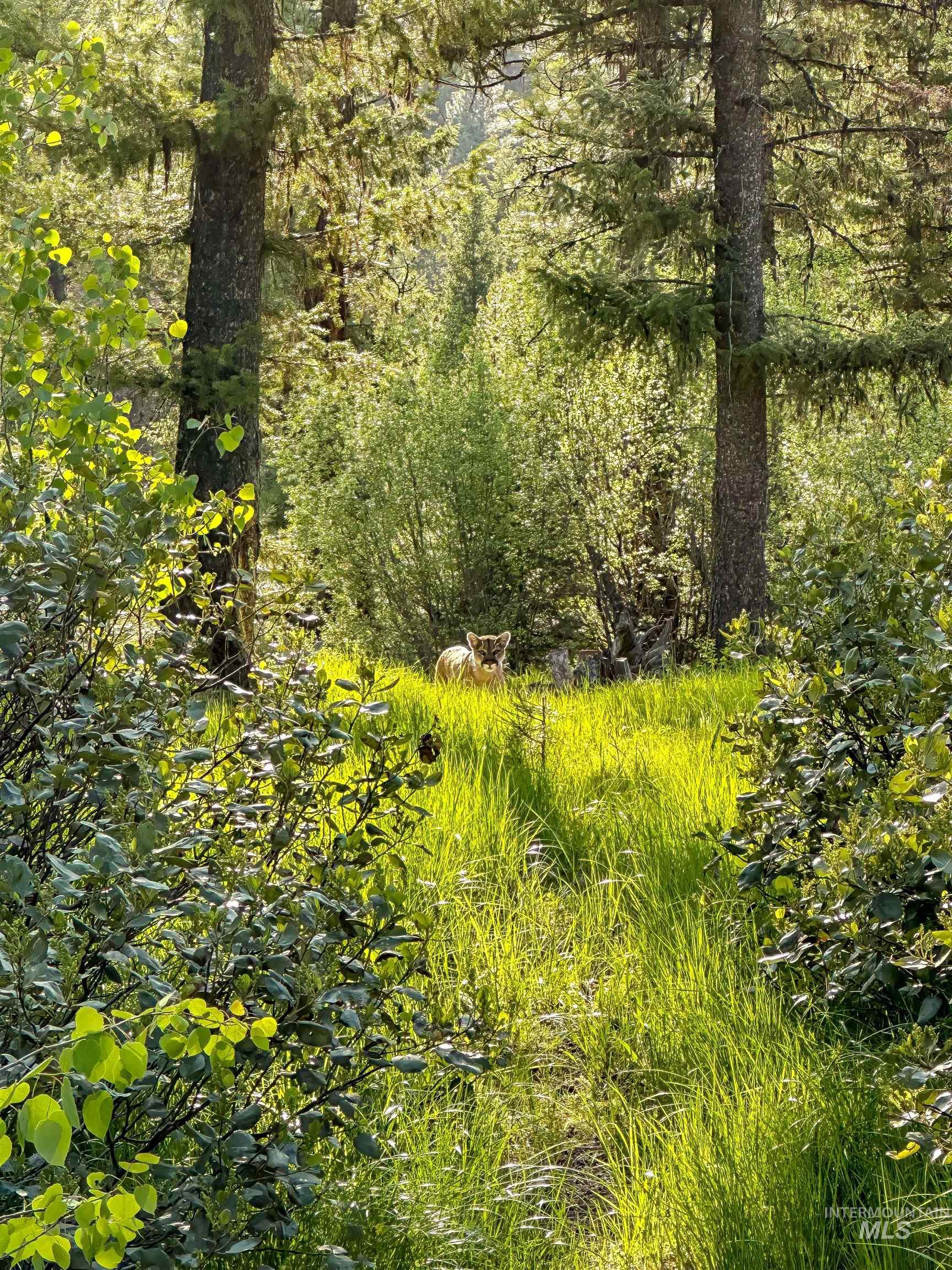 201 Tripod View Cascade, ID 83611 - Photo 16 of 41 View of wooded area