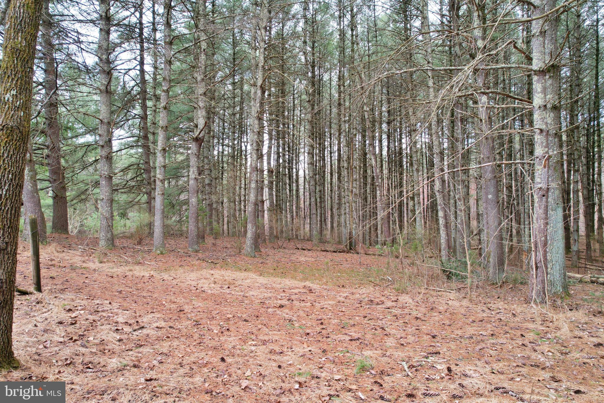 0 Boyer Road Fort Valley, VA 22652 - Photo 19 of 38 a backyard of a house with lots of green space