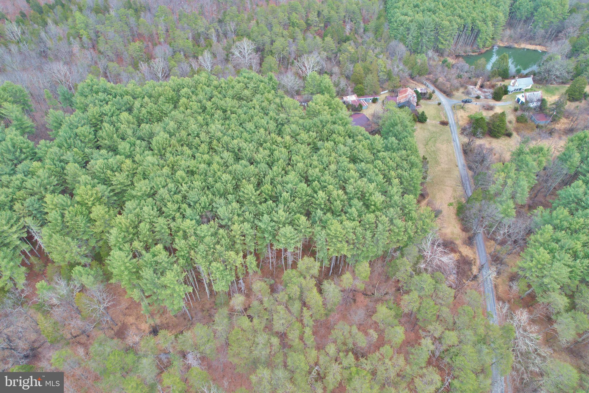 0 Boyer Road Fort Valley, VA 22652 - Photo 26 of 38 a picture of trees