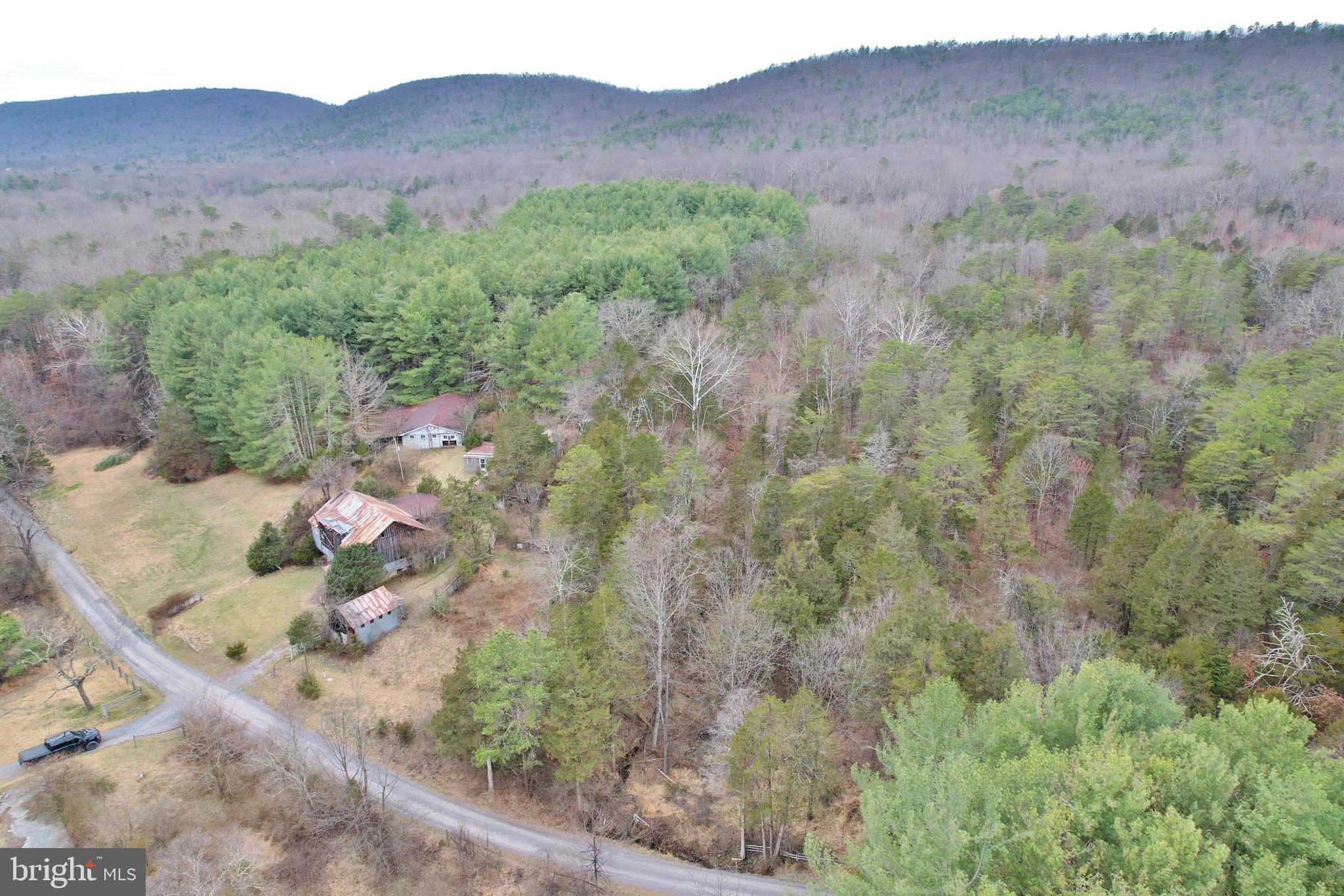 0 Boyer Road Fort Valley, VA 22652 - Photo 4 of 38 a view of a forest with a tree