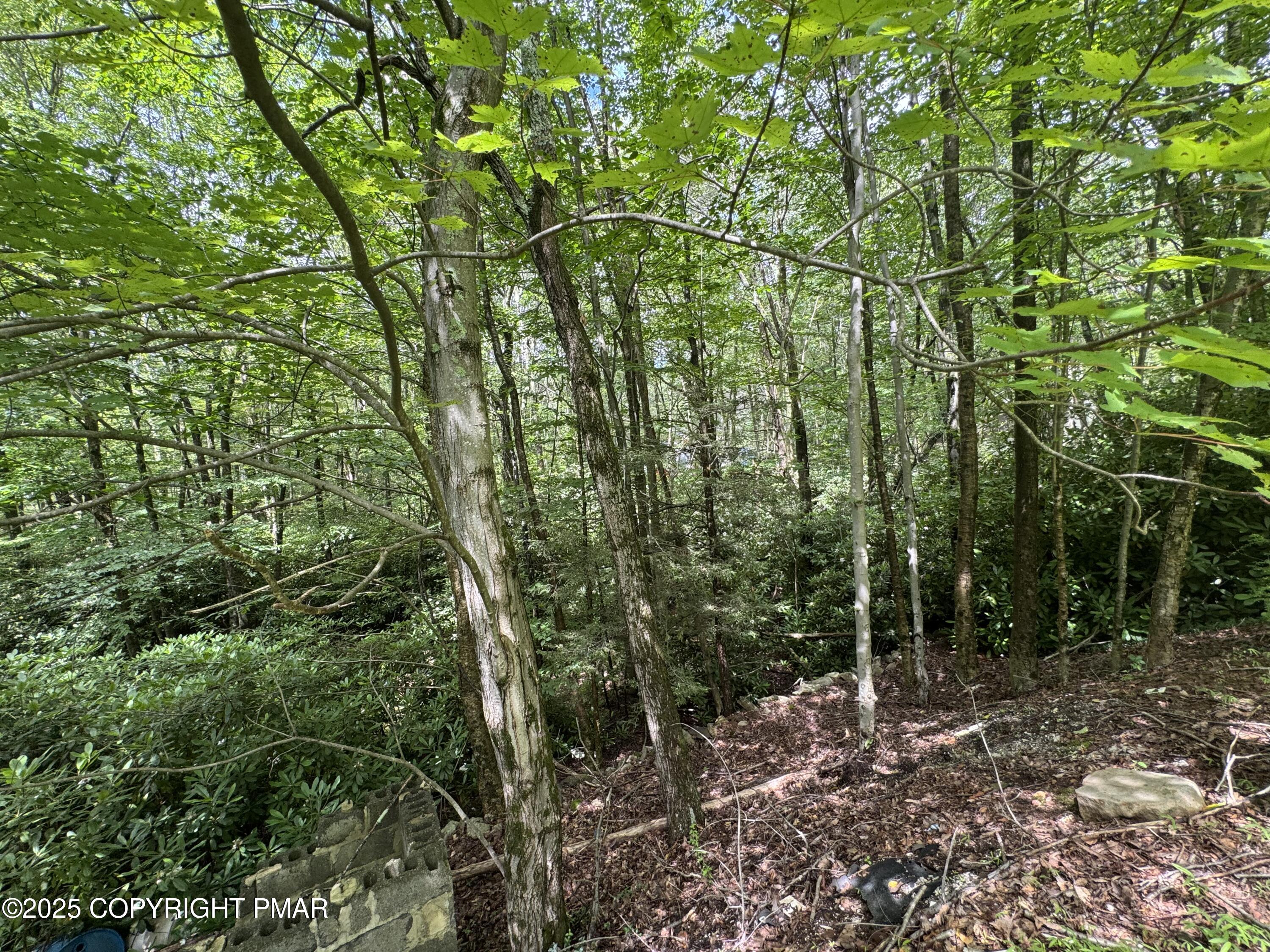 207 North Eastbrook Road Effort, PA 18330 - Photo 12 of 16 a view of forest