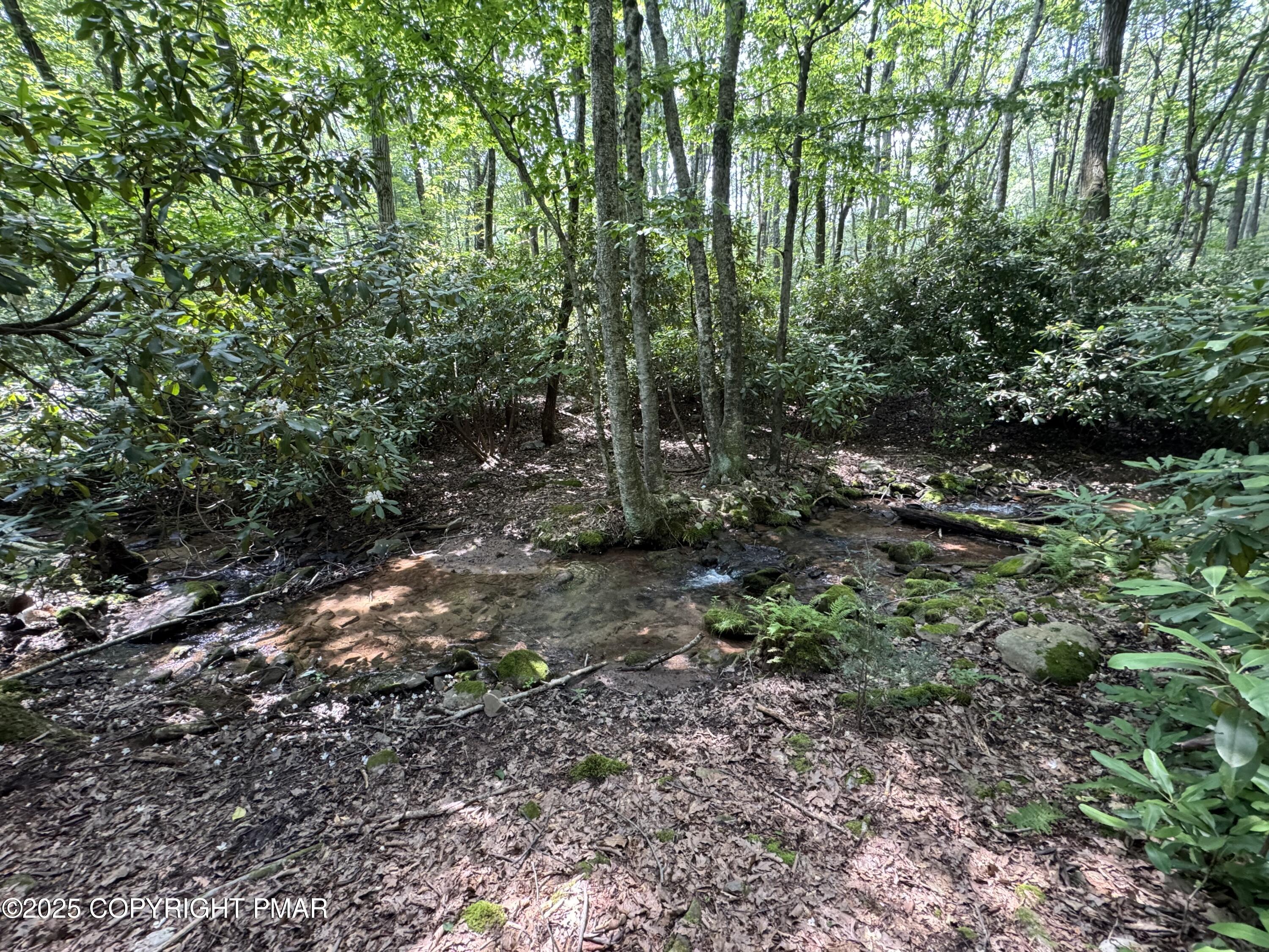 207 North Eastbrook Road Effort, PA 18330 - Photo 16 of 16 a view of a forest that has large trees