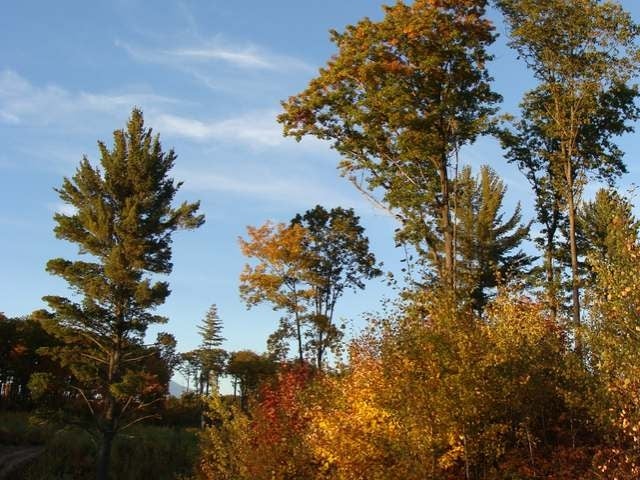 150-ac Steele Road Harshaw, WI 54529 - Photo 13 of 16 Gallery Image 13