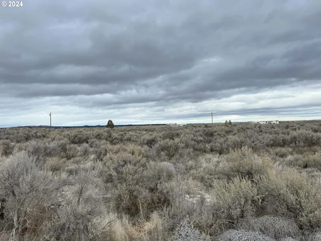 a view of a dry yard with lots of trees