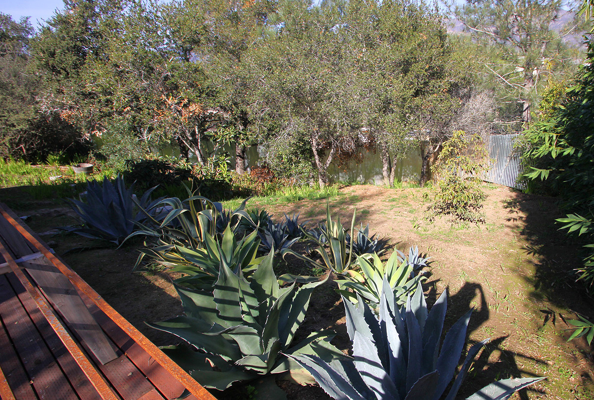 40 Pine Drive Santa Barbara, CA 93105 - Photo 14 of 30 a close up of a plant in a garden