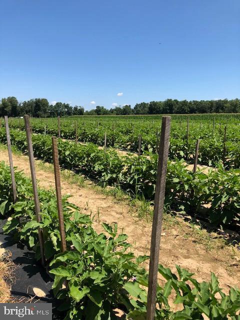 0 Crystal Road Elmer, NJ 08318 - Photo 2 of 5 White Eggplants harvested Successfully