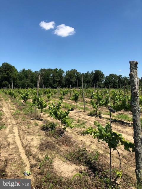 0 Crystal Road Elmer, NJ 08318 - Photo 3 of 5 1st Season, 20 acres +/- Vineyard