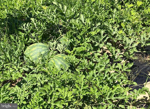 0 Crystal Road Elmer, NJ 08318 - Photo 5 of 5 Delicous and highly desired watermelons all sold!