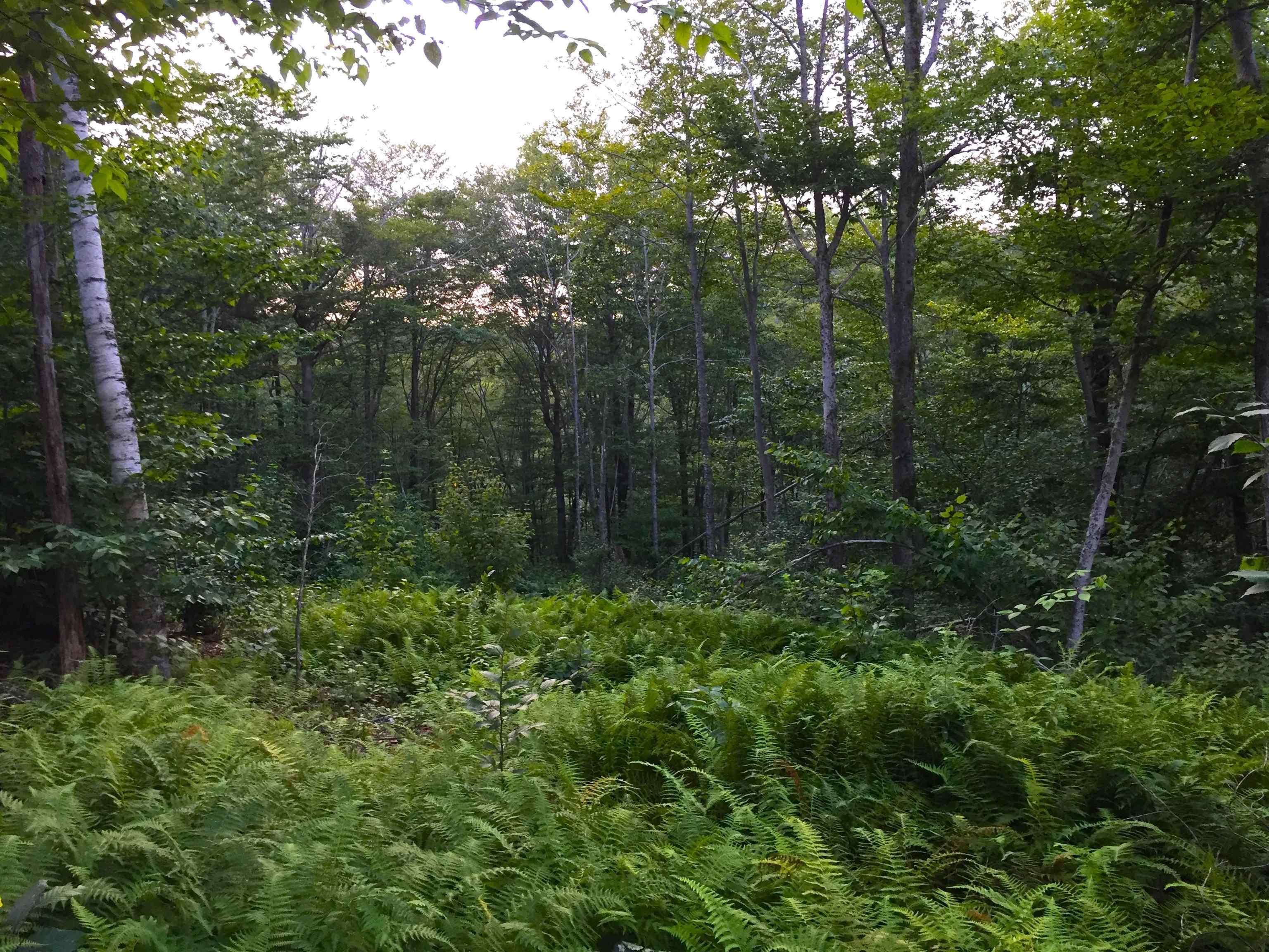 2793 Rupert Road Sandgate, VT 05250 - Photo 5 of 15 Gallery Image 5