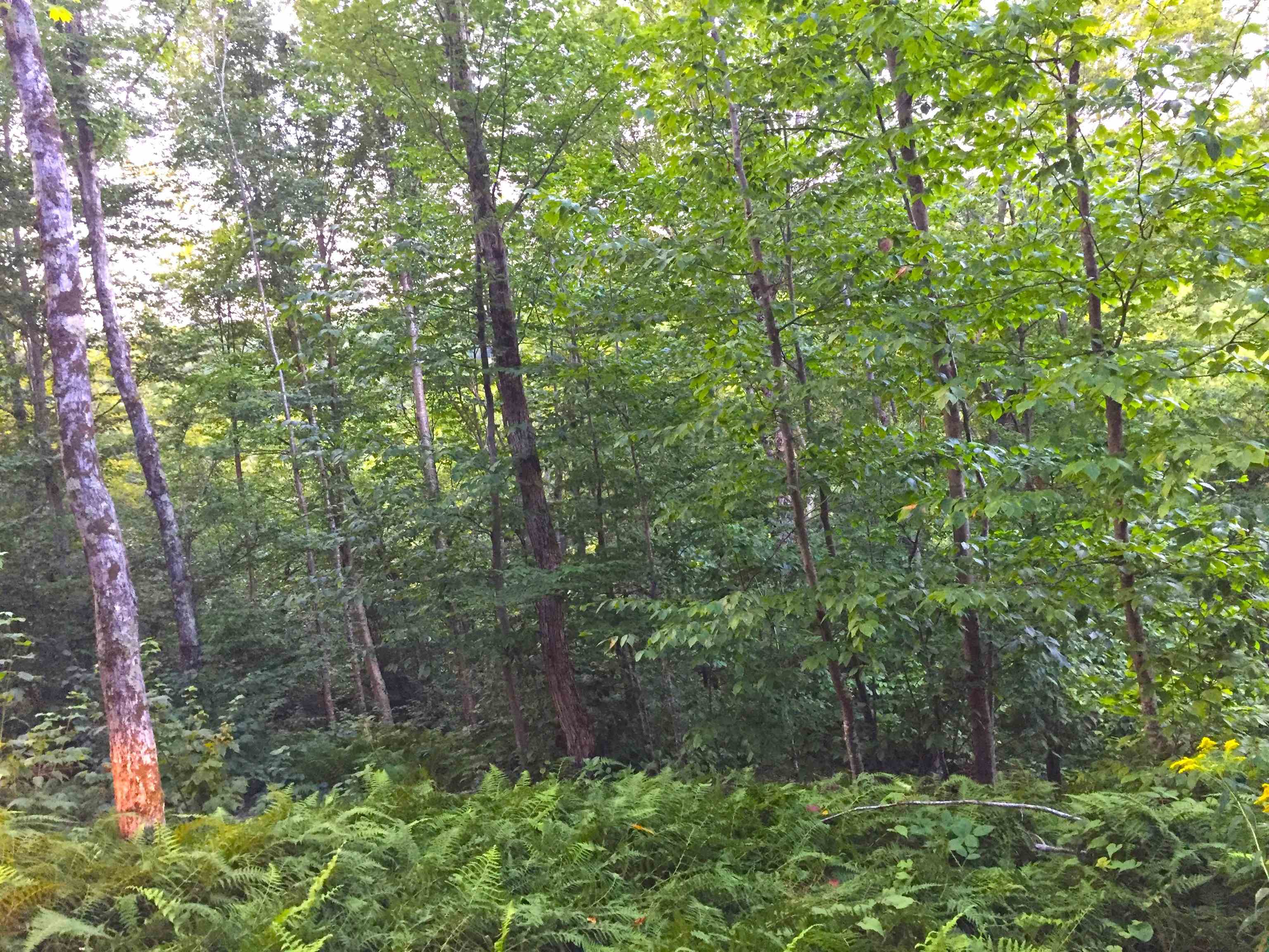 2793 Rupert Road Sandgate, VT 05250 - Photo 10 of 15 Gallery Image 10