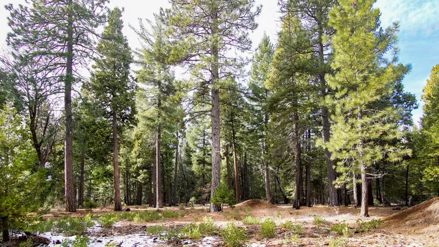 a view of outdoor space with trees