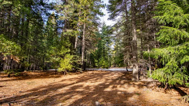 a view of a forest filled with trees