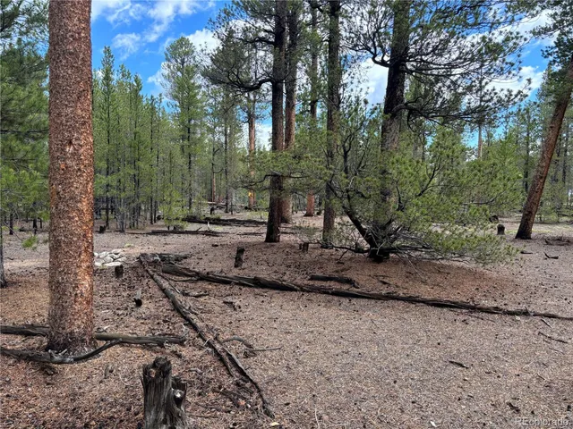 a view of a tree in the middle of a yard