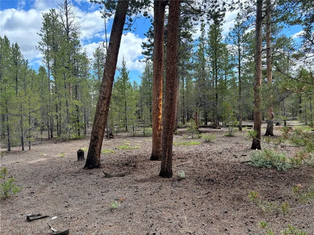 a view of a tree in the forest